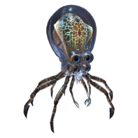 Crabsquid_Fauna
